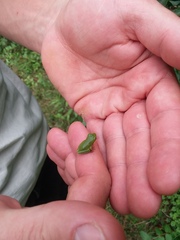 Hyla