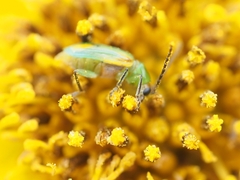 Diabrotica longicornis