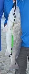 Sciaenops ocellatus
