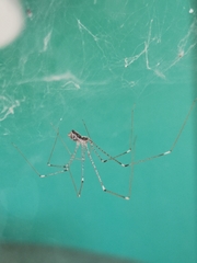 Crossopriza lyoni