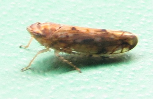 Scaphoideus cylindratus
