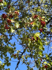 Crataegus phaenopyrum