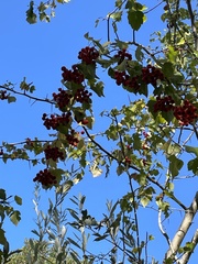Crataegus phaenopyrum