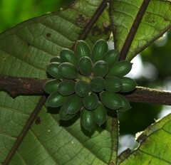 Guatteria guianensis
