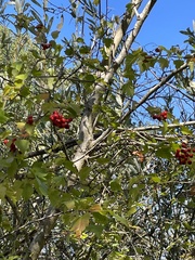 Crataegus phaenopyrum