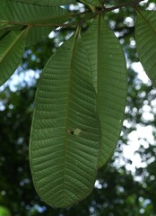 Guatteria guianensis