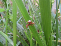 Sidymella bicuspidata