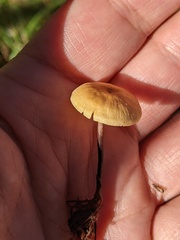 Xeromphalina cauticinalis