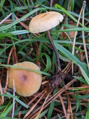 Xeromphalina cauticinalis