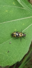 Zygogramma signatipennis