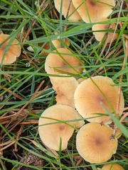 Xeromphalina cauticinalis
