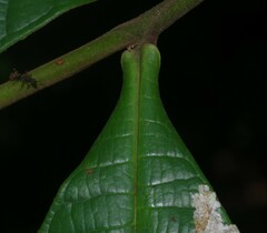 Guatteria guianensis