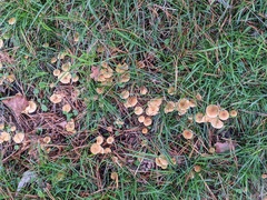 Xeromphalina cauticinalis