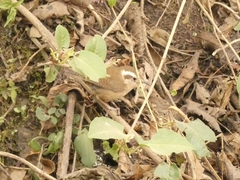 Troglodytes solstitialis