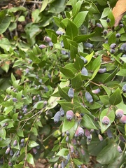 Myrtus communis