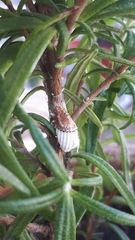 Icerya