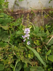 Neustanthus phaseoloides