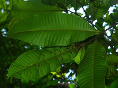 Guatteria guianensis