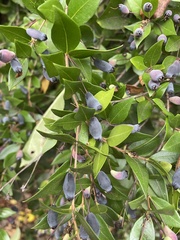 Myrtus communis