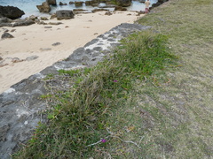 Carpobrotus glaucescens