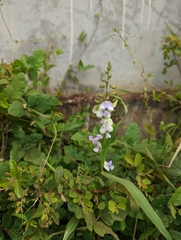 Neustanthus phaseoloides