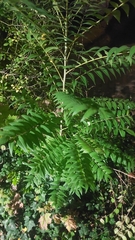 Ailanthus altissima