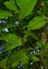 Guatteria guianensis
