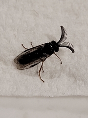 Diprionidae
