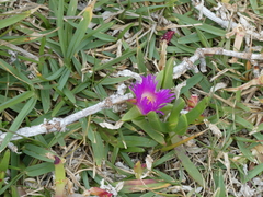 Carpobrotus glaucescens