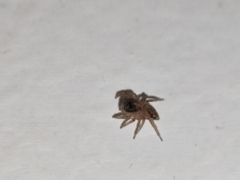 Hasarius adansoni