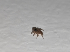 Hasarius adansoni