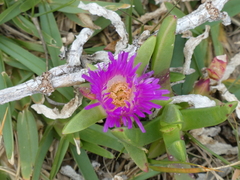 Carpobrotus glaucescens