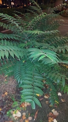 Ailanthus altissima