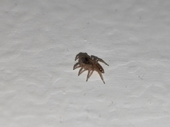 Hasarius adansoni