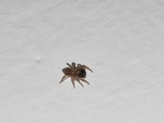 Hasarius adansoni