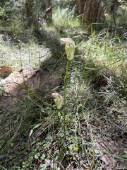 Pterostylis baptistii