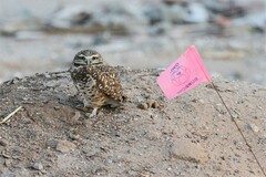 Athene cunicularia hypugaea