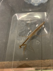 Tenodera australasiae