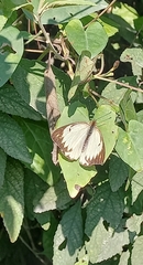 Ascia monuste orseis