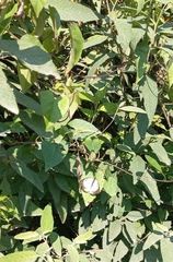 Ascia monuste orseis