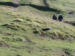 Pyrrhocorax pyrrhocorax pyrrhocorax