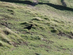 Pyrrhocorax pyrrhocorax pyrrhocorax