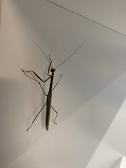 Tenodera australasiae