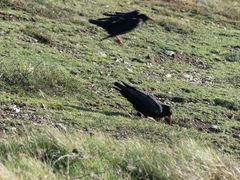 Pyrrhocorax pyrrhocorax pyrrhocorax