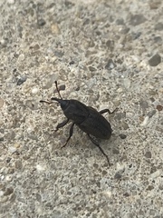 Sphenophorus venatus