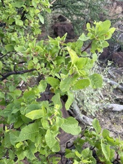 Bursera