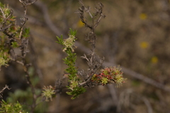 Opercularia spermacocea