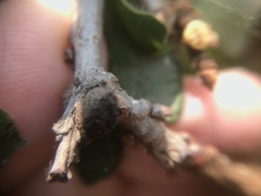 Disholcaspis eldoradensis