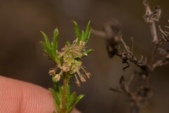 Opercularia spermacocea