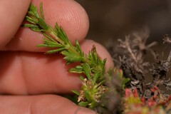 Opercularia spermacocea